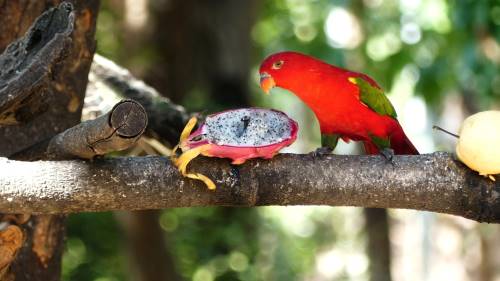 can parrots eat dragon fruit