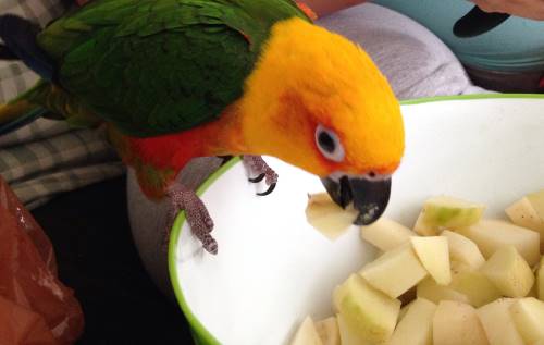 can parrots eat potatoes