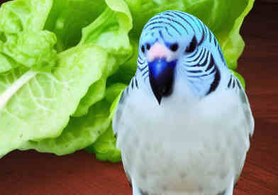 can budgies eat lettuce featured