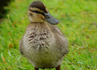 can ducks eat potatoes featured