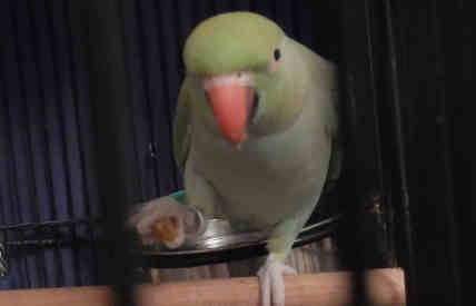 can parrots eat raisins featured