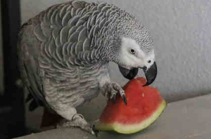 can parrots eat watermelon