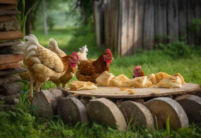 can chickens eat bread featured