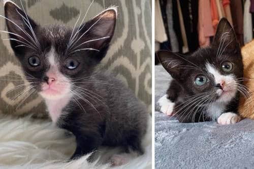 mini kitten finds forever home