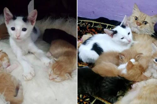 orphan kitten sneaks into kitten family featured