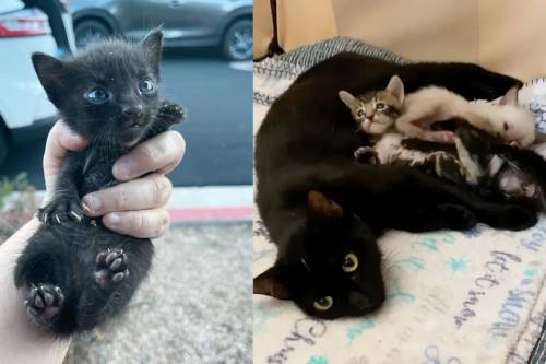 rescuer reunites cat with kittens