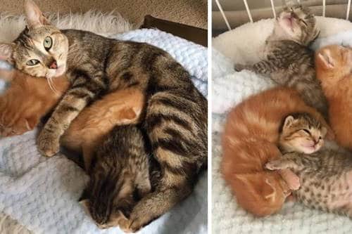 stray cat reunited with kittens