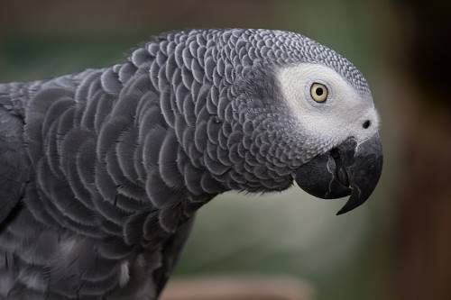 african grey parrot