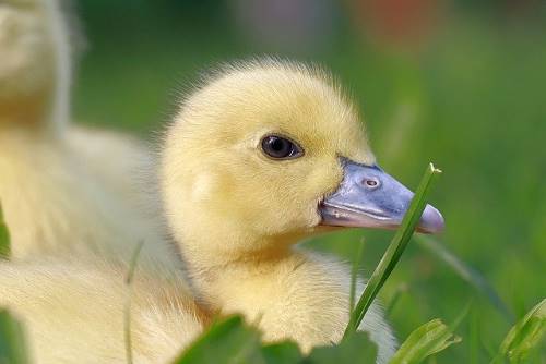 baby duckling