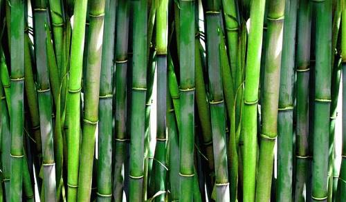 bamboo