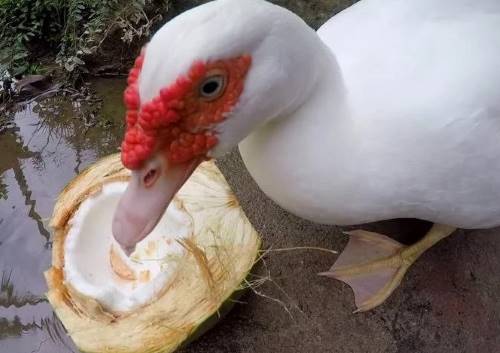 can ducks eat coconut