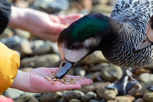 duck eating seeds