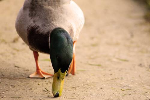 can i feed ducks dog food