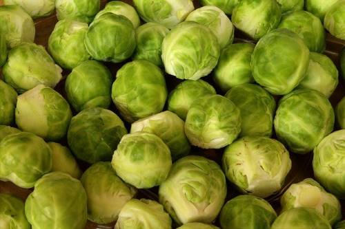 can goats eat brussel sprouts