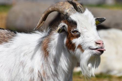 goats sticking out tongue