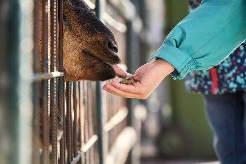 goat eating gourds