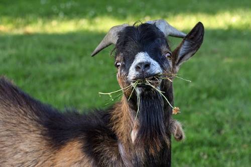 goat eating plant