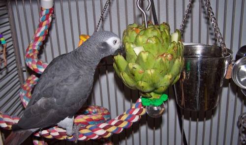 can parrots eat artichokes