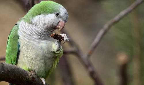 parrot eating