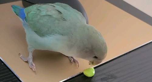 can parrots eat edamame