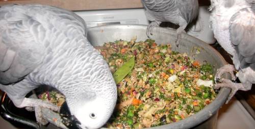 parrots eating bird food