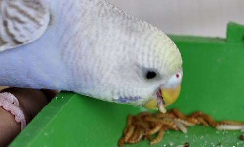 can parrots eat mealworms
