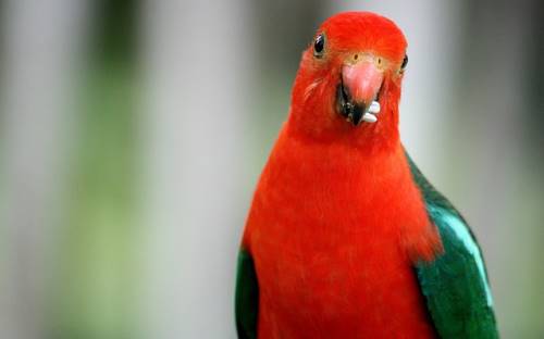 parrot eating