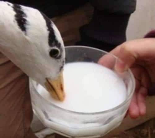 duck drinking milk