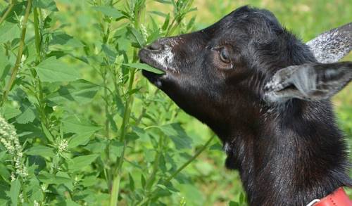 kid goat eating plant
