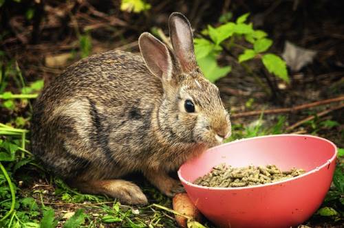 rabbit eating pellets