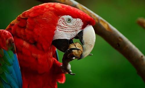red parrot eating