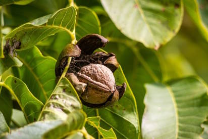 walnut tree