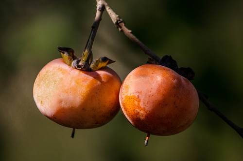 wild persimmons