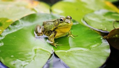 bull frog