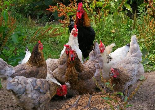 flock of chickens