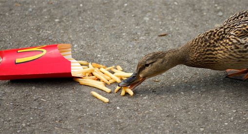 can ducks eat french fries