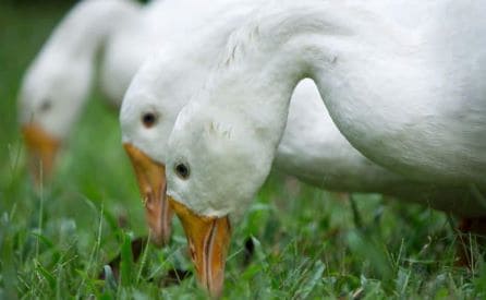 ducks eating