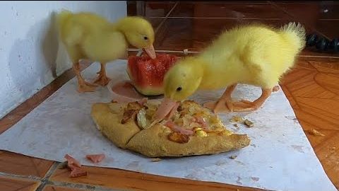 can ducks eat pizza