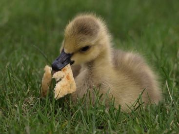 baby duck eating