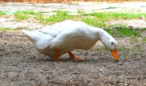 duck eating