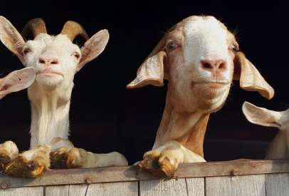 goats standing