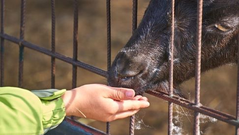 feeding goat