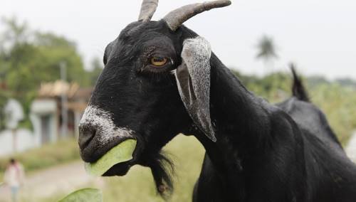 goat eating plant