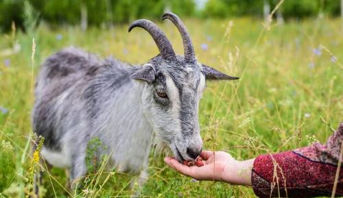 goat eating food from hand