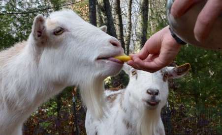 can goats eat honeydew melon