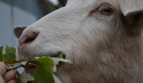 can goats eat maple leaves
