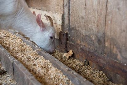 goat eating feed