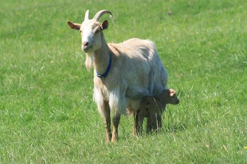 goat and kid