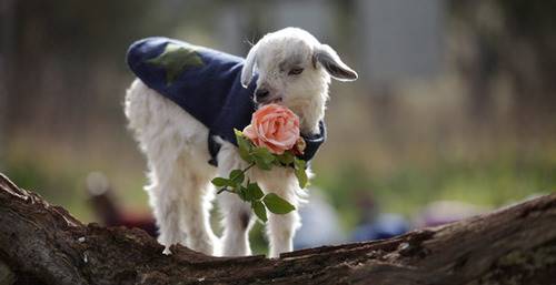 can goats eat roses