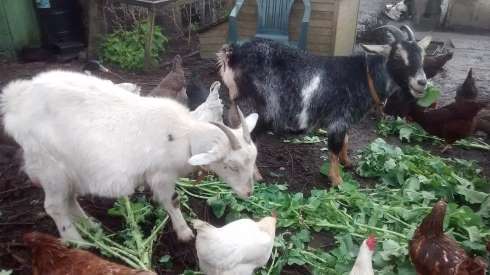 goats eating greens